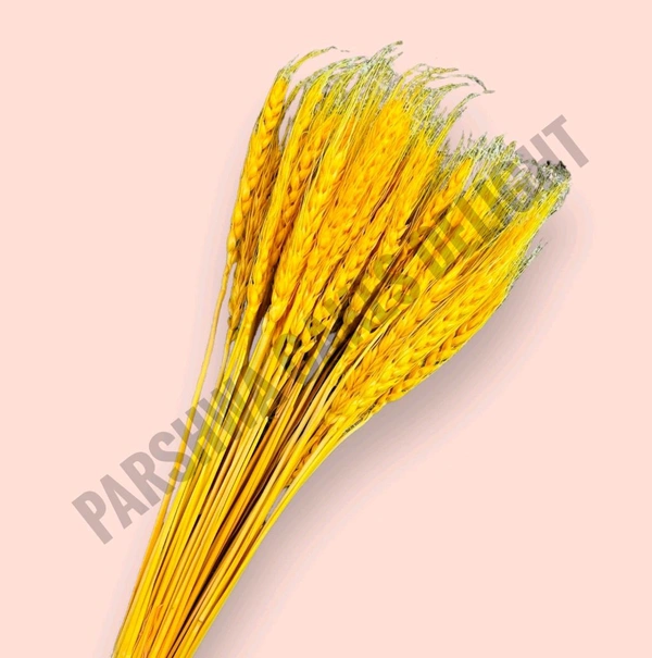 Wheat Grass - Orange, 10 Pcs Pack