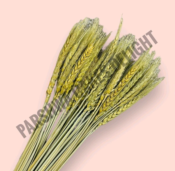 Wheat Grass - 10 Pcs Pack, Dark Brown