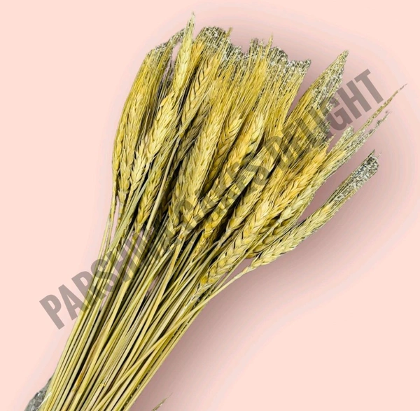 Wheat Grass - Light Brown, 10 Pcs Pack