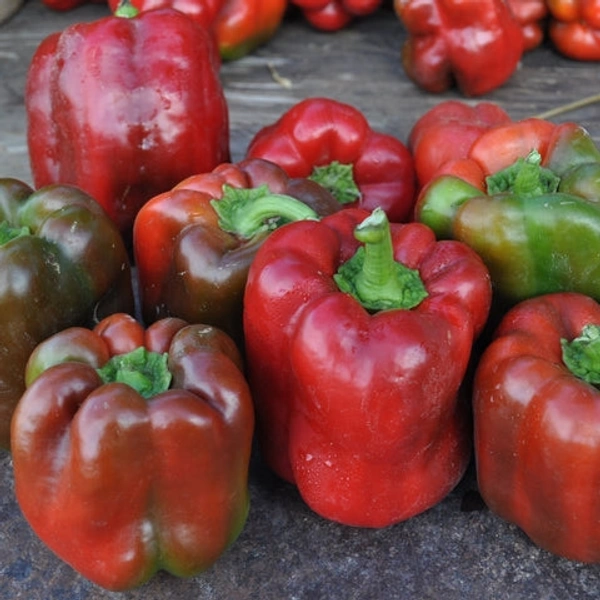 Capsicum - 500 gram