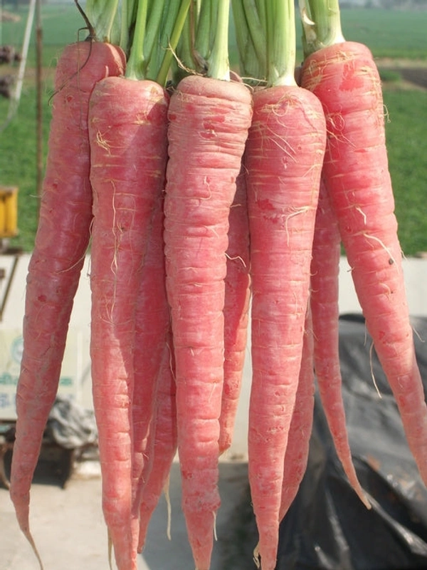 Carrot (Gajar) - 250 gram