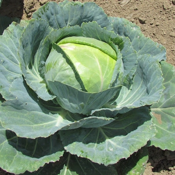 Cabbage - 1 Kg
