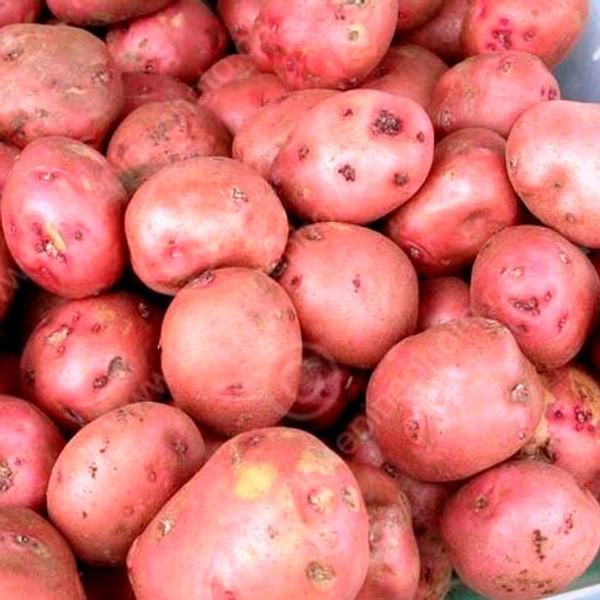 POTATO  - Red Potato