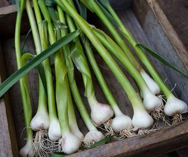 Garlic (Green) 250 Gm