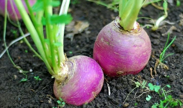 Shalgam-Turnip-500g