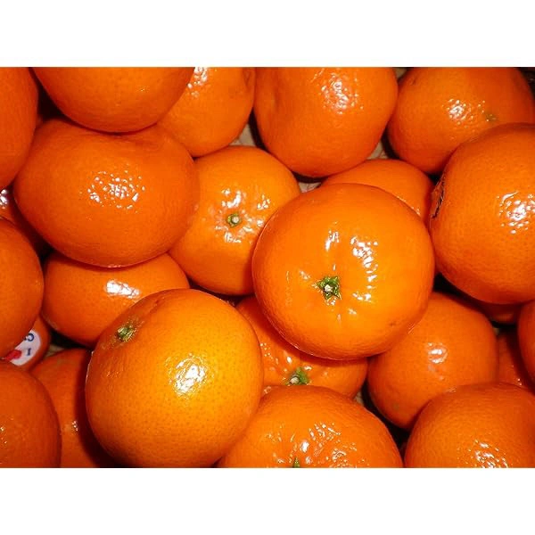 Fresh Kinu Important 1kg 