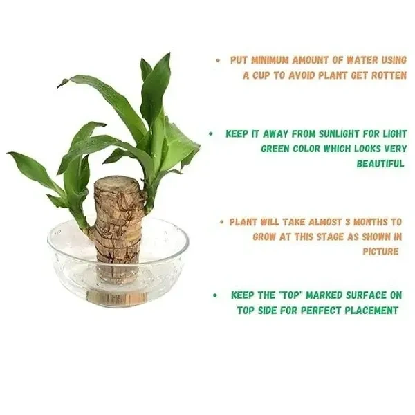 Lucky brazilian wood tree (pack of 1)