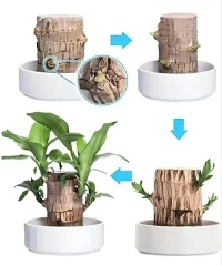 Lucky brazilian wood tree (pack of 1)