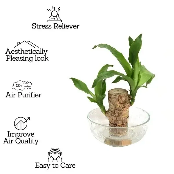 Lucky brazilian wood tree (pack of 1)