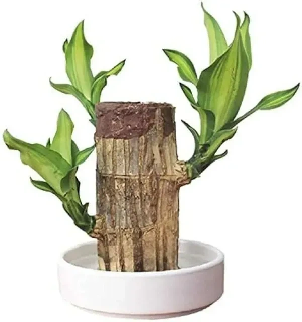 Lucky brazilian wood tree (pack of 1)