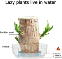Lucky brazilian wood tree (pack of 1)