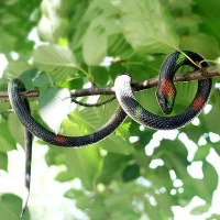 Munmoll Rubber Snake Toy for Kids 28 inches Long Prank Toy