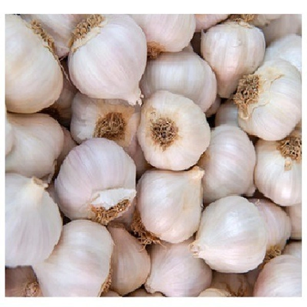 Big Size Garlic / Losan (వెల్లుల్లి) - 1Kg