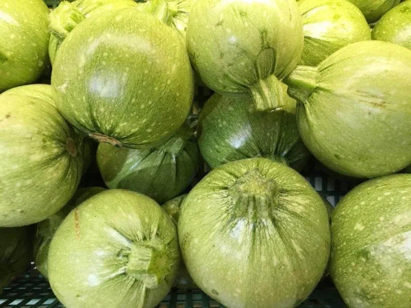 Chappan Kaddu / Pumkin Hybrid - 1250 -1400 gm