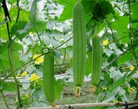 Sponge Gourd (Taroii) 