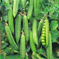 Matar Green Peas - 1kg