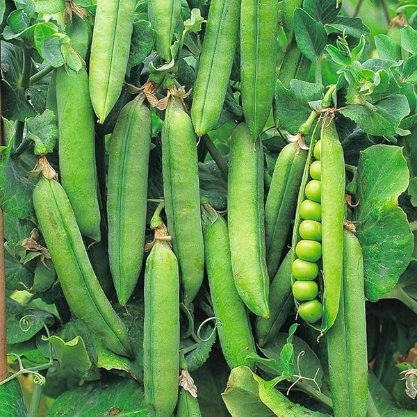 Matar Green Peas - 1kg