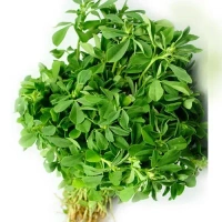 Fenugreek (Methi) - 250 -300 gm