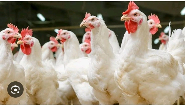 Chiken (Boiler)