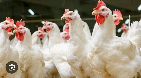 Chiken (Boiler)
