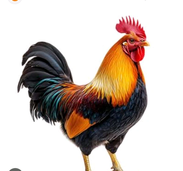 Chiken (Local )
