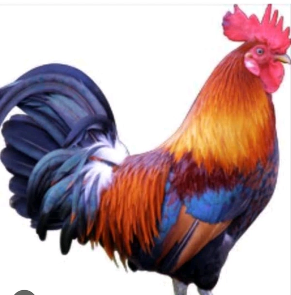 Chiken (Local )