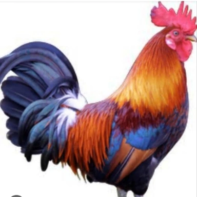 Chiken
