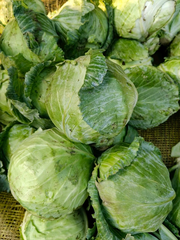 हरा बंधा गोभी Bandha Gobhi Patta Gobhi Sabji Sb