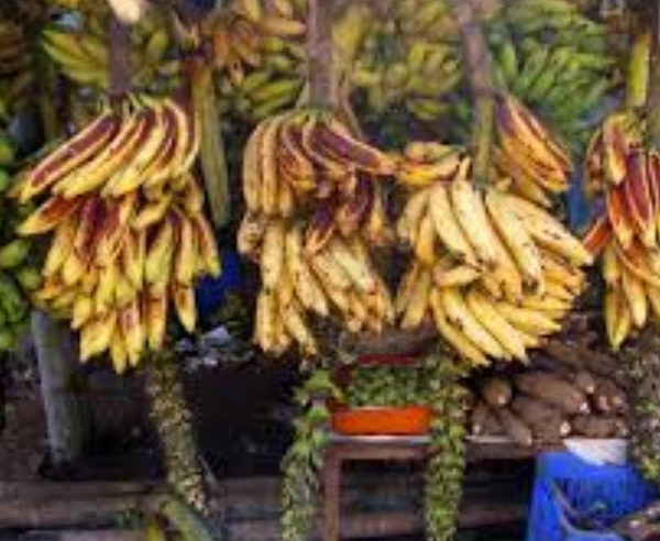 Banana Nendra : 500 gms (Add 2 quantity to your cart for 1 kg order)