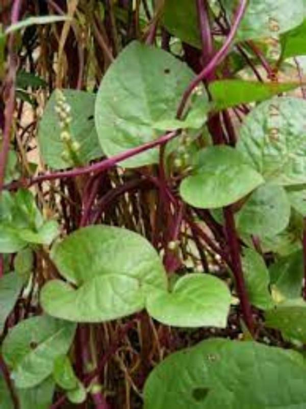 BasellaAlba (Mangalorespinach) : 1 bunch