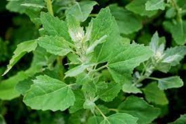 Chakotha : 1 bunch