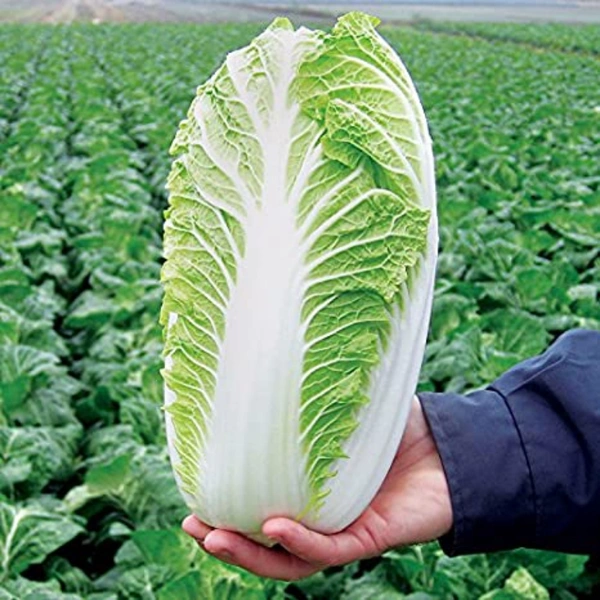 Cabbage Chinese - 1piece
