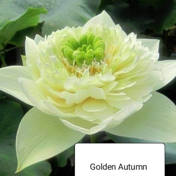 Golden Autumn Lotus Tubers 