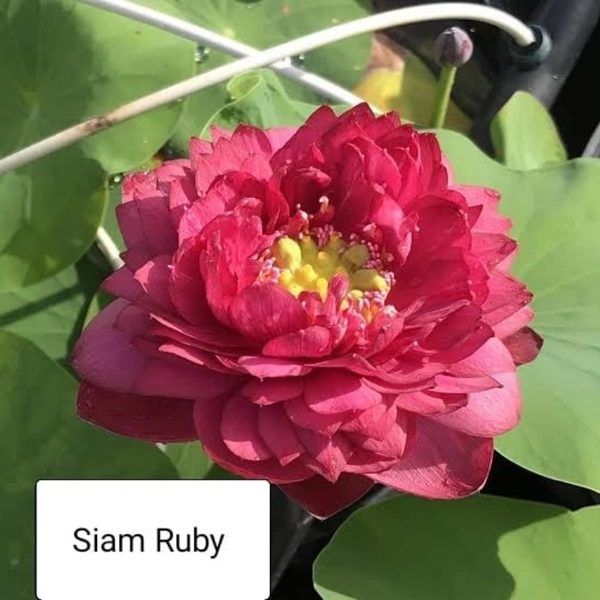 Siam Ruby Lotus Tubers