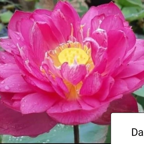 Dailine Lotus Tubers 