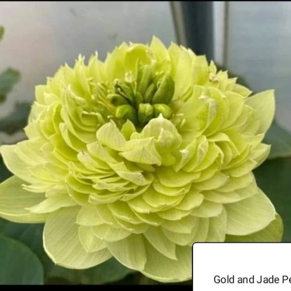 Golden And Jade Peony 