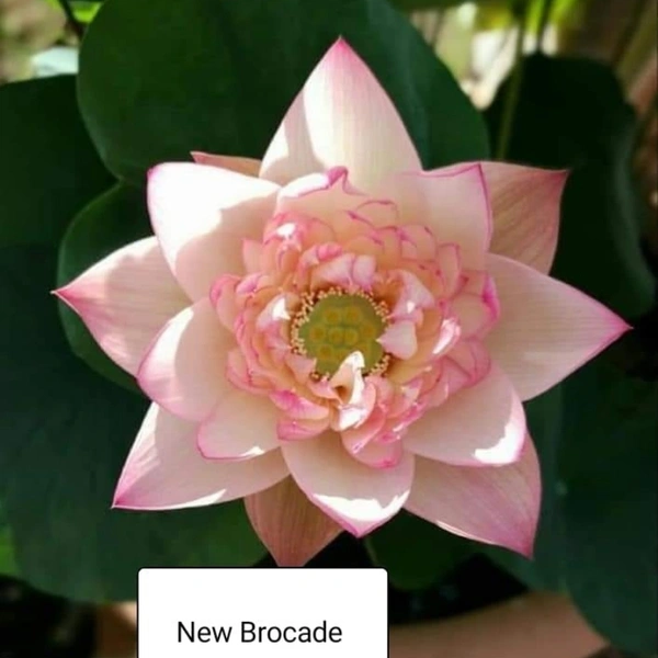 New Brocade Lotus Tubers 