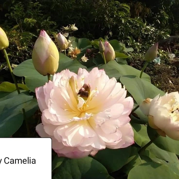 Amery Camelia Lotus Tuber 