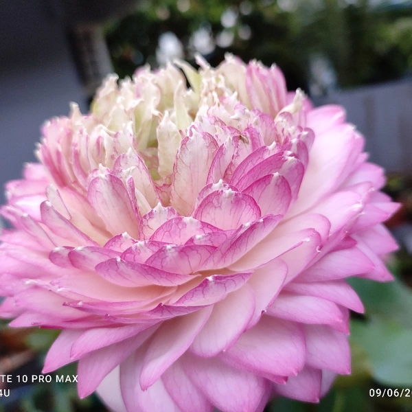Pink cloud Lotus Tuber