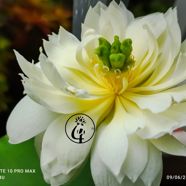 Yellow Pror Pink Lotus Tuber
