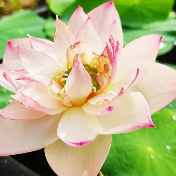 Boli Gonghzo Bowl Lotus ComboTuber + Mature Runner 