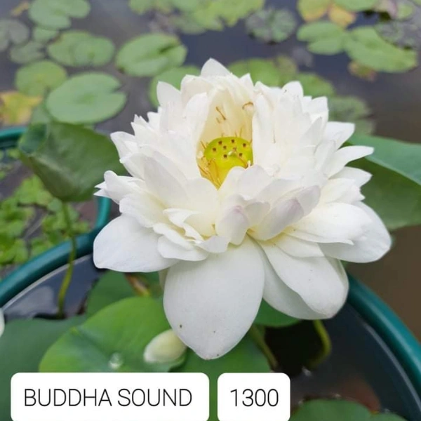Budha Sound Lotus TUBERS