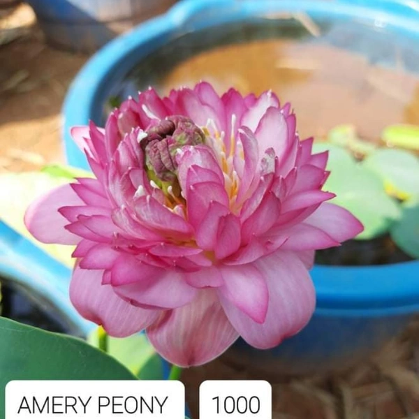 Amery Peony Lotus Tubers