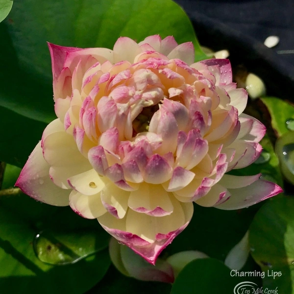 Charming Lips Lotus Tubers