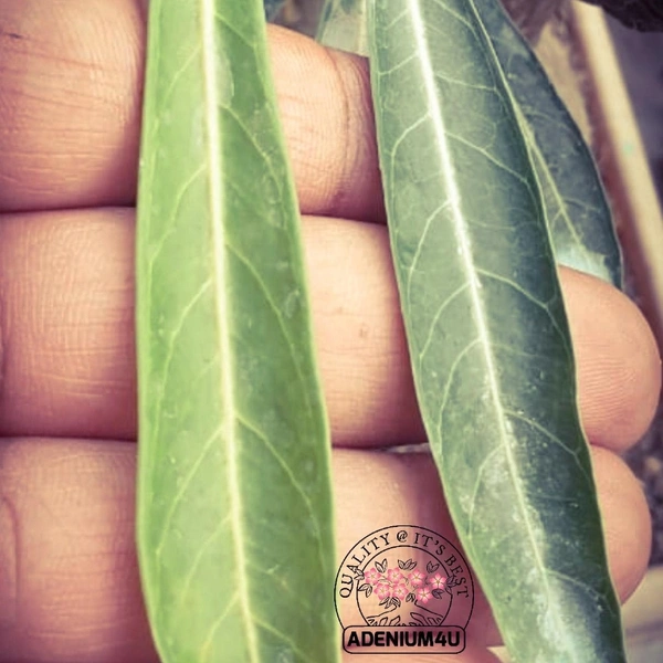 Nova Tanzania Seeds (Habitat Plant) - 10 seeds