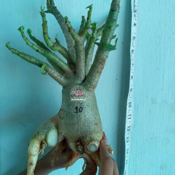 White Zombie 10" Circumference 15' height