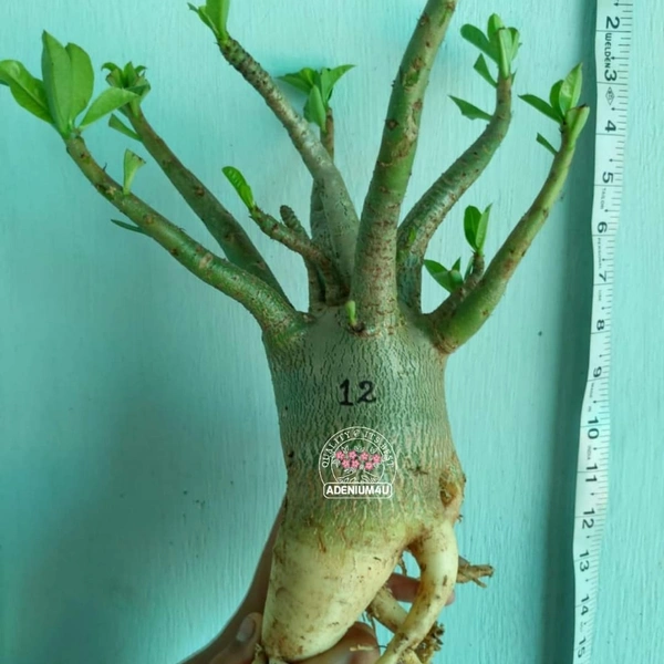 Godji  xNaresuan MKMK 11" Circumference 17" height