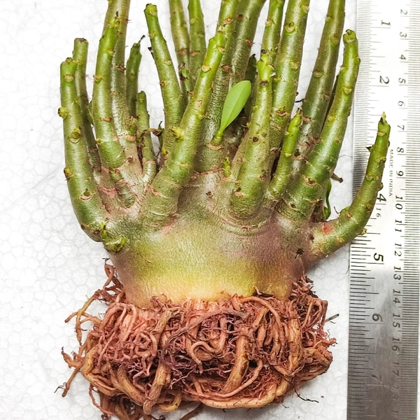 Adenium Arabicum Pure Godji Root Trained Plant(Imparted From Thailand )