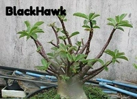 Imported Black Skin Adenium  BB(F1) X BlackHawk -5 Seeds - 5 seeds
