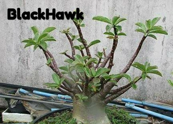 Imported Black Skin Adenium  BB(F1) X BlackHawk -5 Seeds - 5 seeds